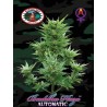 BUDDHA HAZE AUTOMATIC · Big Buddha Seeds · sementes de maconha · AutoFem