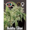 BUDDHA TAHOE · Big Buddha Seeds · cannabis samen ·  Fem
