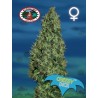 CHEESY DICK · Big Buddha Seeds · sementes de maconha · Fem