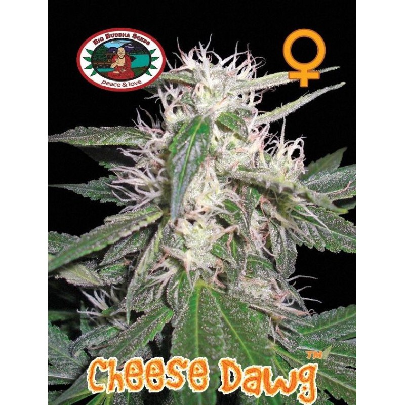 CHEESE DAWG · Big Buddha Seeds · semillas de marihuana · Fem