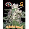 CHEESE DAWG · Big Buddha Seeds · graines de cannabis · Fem