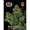 CHIESEL AUTOMATIC · Big Buddha Seeds · semi di canapa · AutoFem