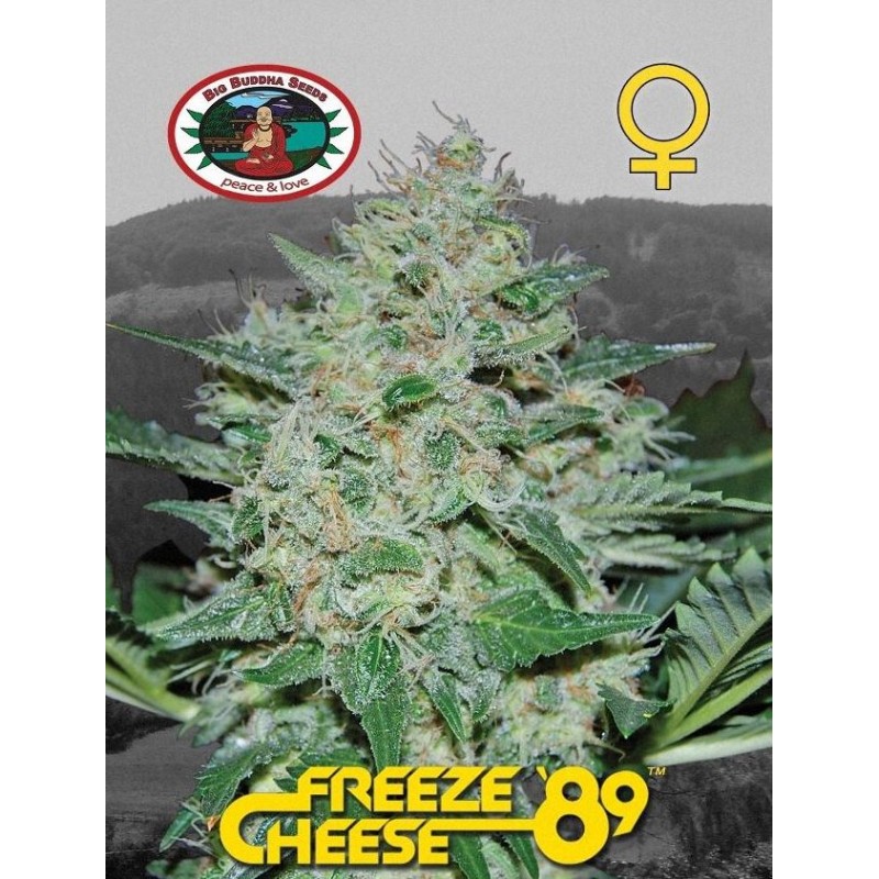 FREEZE CHEESE 89 · Big Buddha Seeds · cannabis samen · Fem