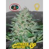 FREEZE CHEESE 89 · Big Buddha Seeds · sementes de maconha · Fem
