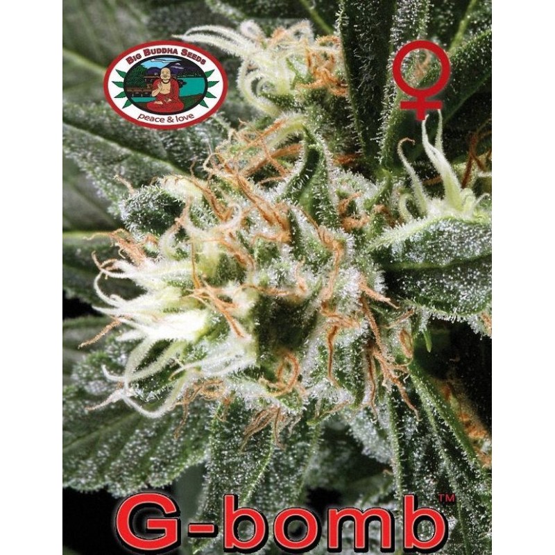 G-BOMB · Big Buddha Seeds · sementes de maconha  · Fem