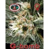 G-BOMB · Big Buddha Seeds · graines · Fem