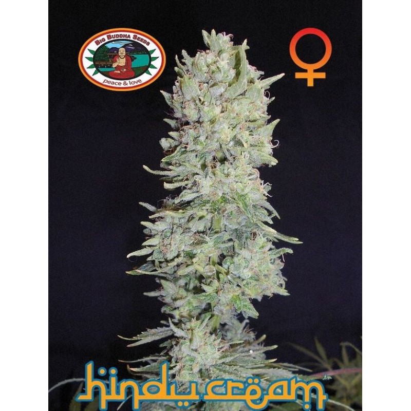 HINDU CREAM · Big Buddha Seeds · sementes de maconha · Fem