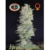 HINDU CREAM · Big Buddha Seeds · kaufen cannabis samen · Fem