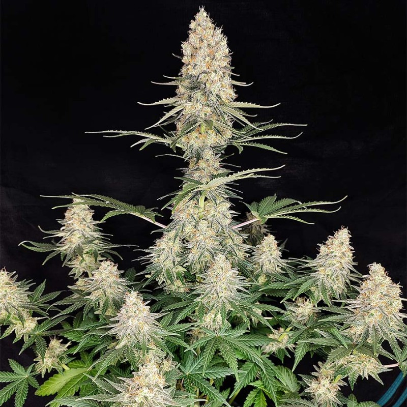 QUASAR · 10 · Buddha Seeds · kaufen cannabis samen  · AutoFem
