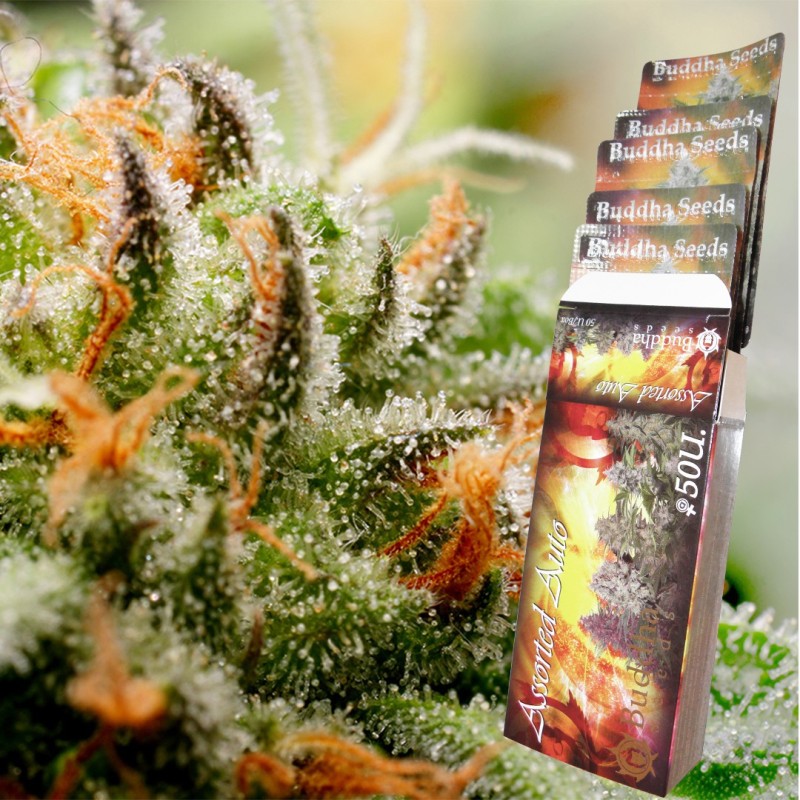 ASSORTED AUTO · Buddha Seeds · kenevir tohum · Disi · AutoFem