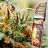 ASSORTED AUTO · Buddha Seeds · kenevir tohum · Disi · AutoFem