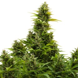 AUTO MEDIKIT CBD · Buddha...