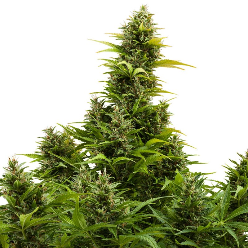 AUTO MEDIKIT CBD · Buddha Seeds · semi di canapa indiana  · AutoFem
