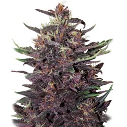 BUDDHA PURPLE KUSH AUTO ·...