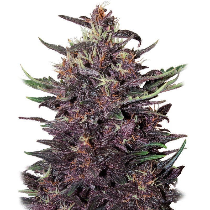 BUDDHA PURPLE KUSH AUTO · Buddha Seeds · kenevir tohum · Disi  · AutoFem