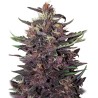BUDDHA PURPLE KUSH AUTO · Buddha Seeds · sementes de maconha  · AutoFem