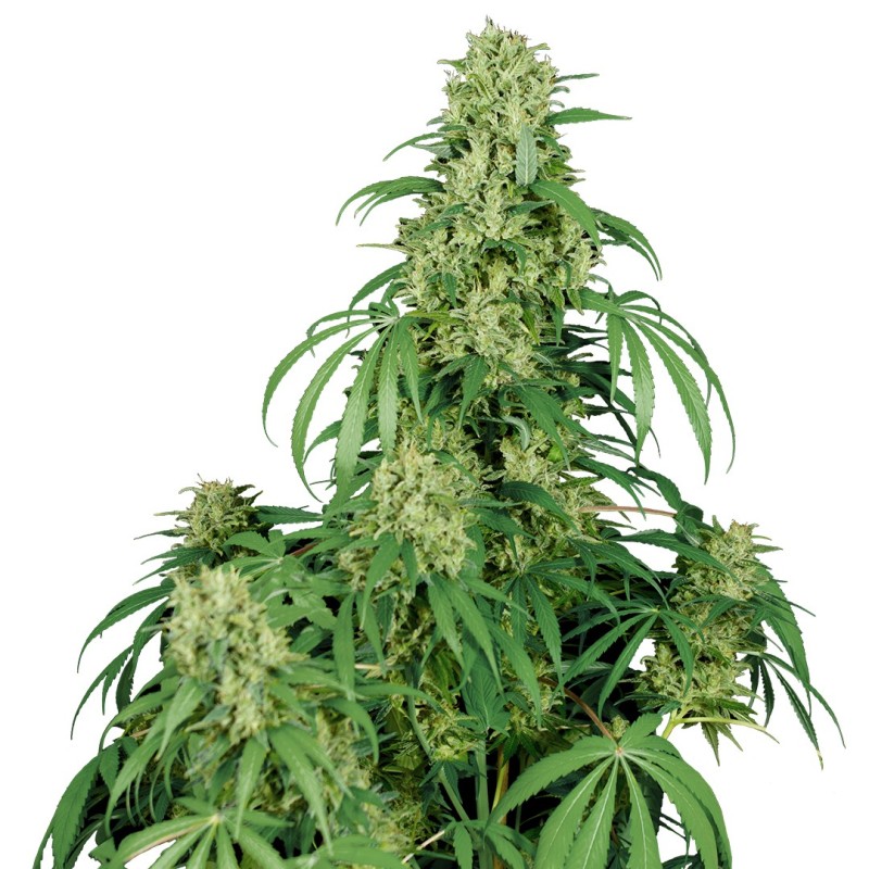 CALAMITY JANE AUTO · Buddha Seeds · graines de cannabis · AutoFem