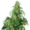 CALAMITY JANE AUTO · Buddha Seeds · kaufen cannabis samen · AutoFem
