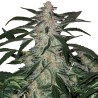 DEIMOS · Buddha Seeds · graines de cannabis  · AutoFem