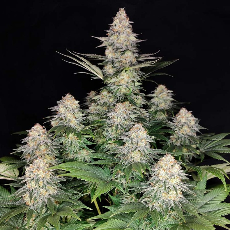KRAKEN · Buddha Seeds · semi di canapa indiana · Fem