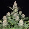 KRAKEN · Buddha Seeds · graines de cannabis · Fem