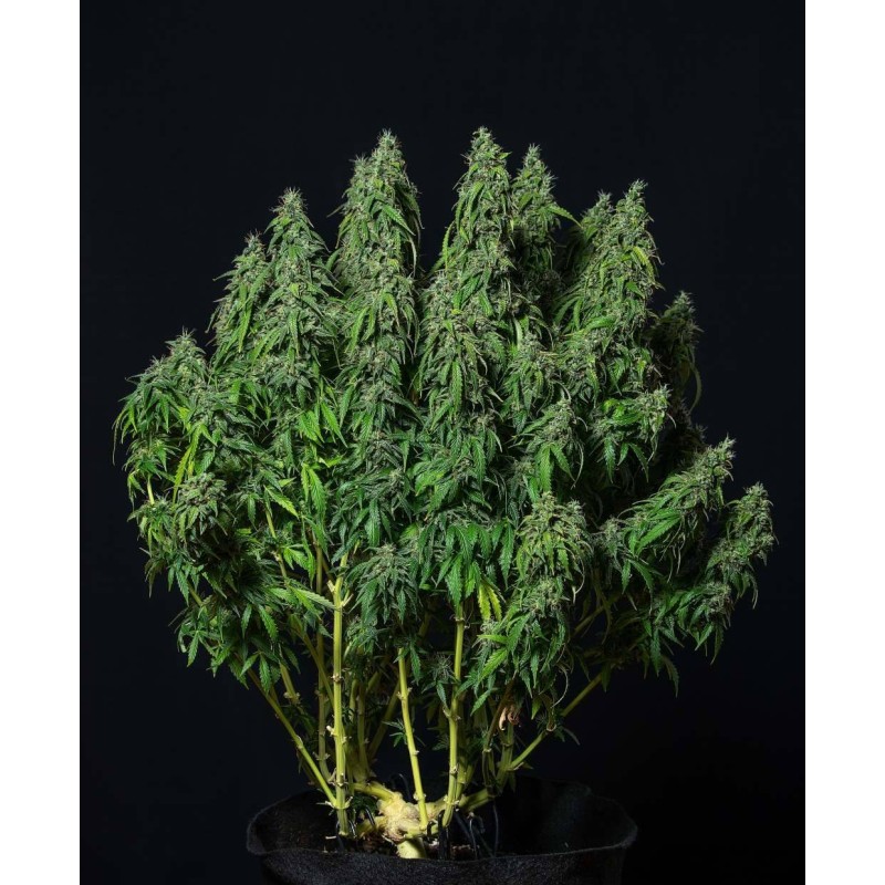 MAGNUM AUTO · Buddha Seeds · cannabis samen  · AutoFem