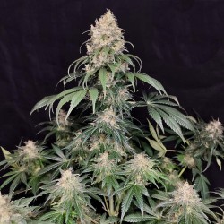 MEDIKIT CBD · Buddha Seeds...
