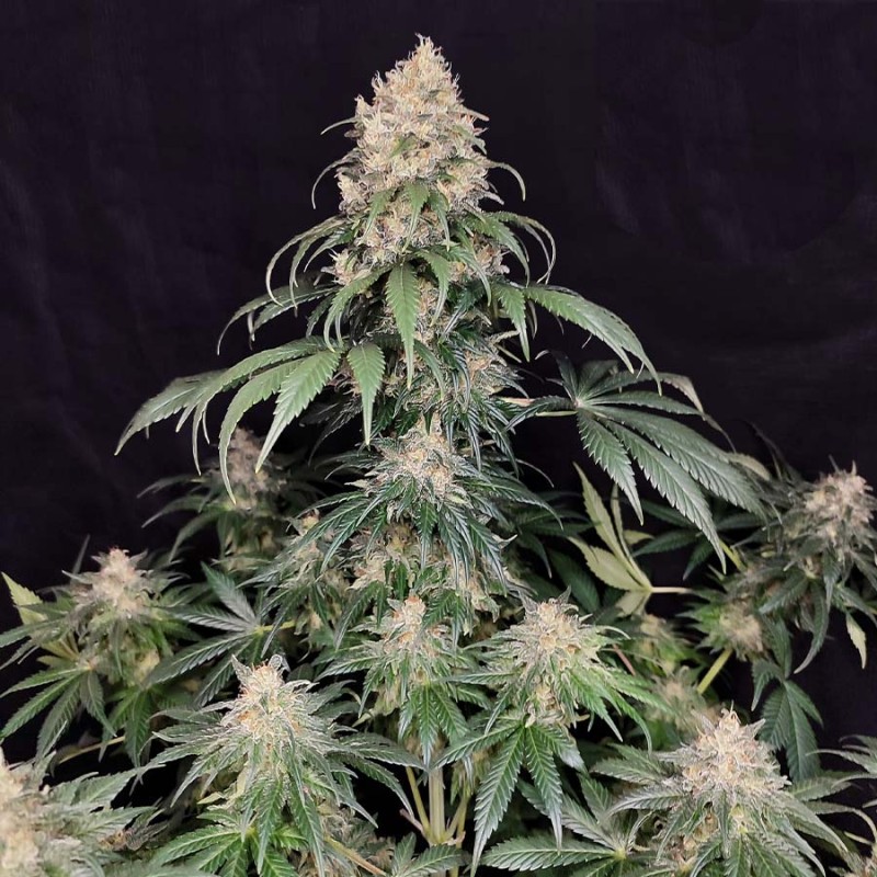 MEDIKIT CBD · Buddha Seeds · kenevir tohum · Disi · Fem