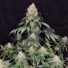 MEDIKIT CBD · Buddha Seeds · graines de cannabis · Fem