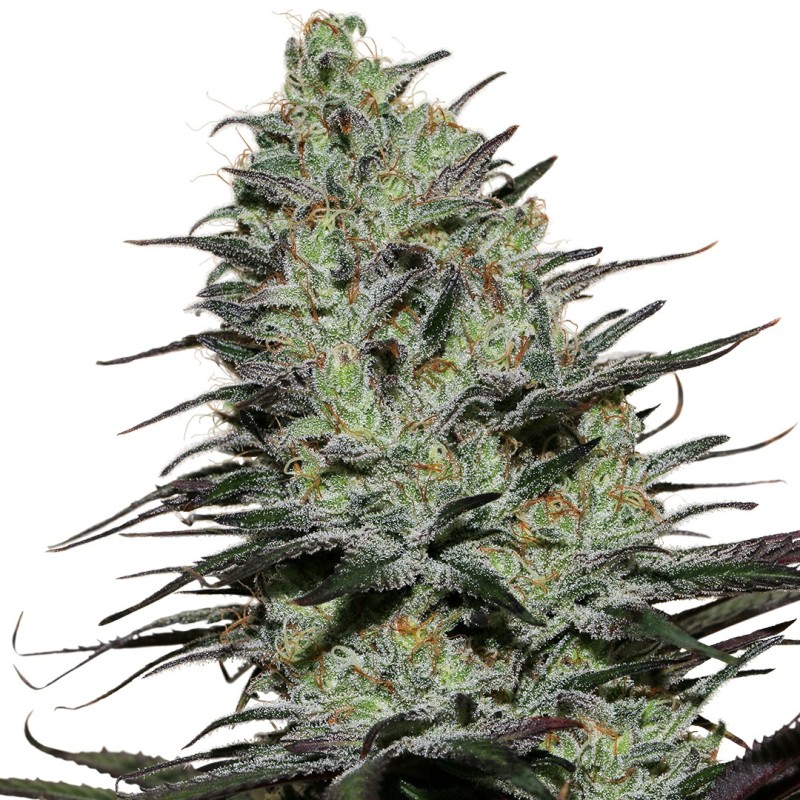 MORPHEUS · Buddha Seeds · kaufen semillas de marihuana · Fem