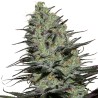 MORPHEUS · Buddha Seeds · graines de cannabis · Fem