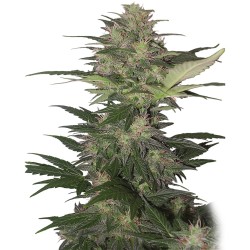 RED DWARF AUTO · Buddha Seeds · kenevir tohum · Disi · AutoFem