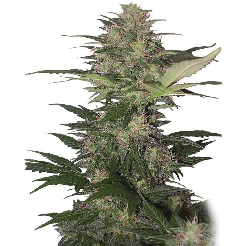 RED DWARF AUTO · Buddha Seeds · sementes de maconha · AutoFem