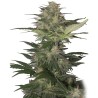 RED DWARF AUTO · Buddha Seeds · kaufen cannabis samen · AutoFem