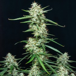 SYRUP · Buddha Seeds · kenevir tohum · Disi  · AutoFem