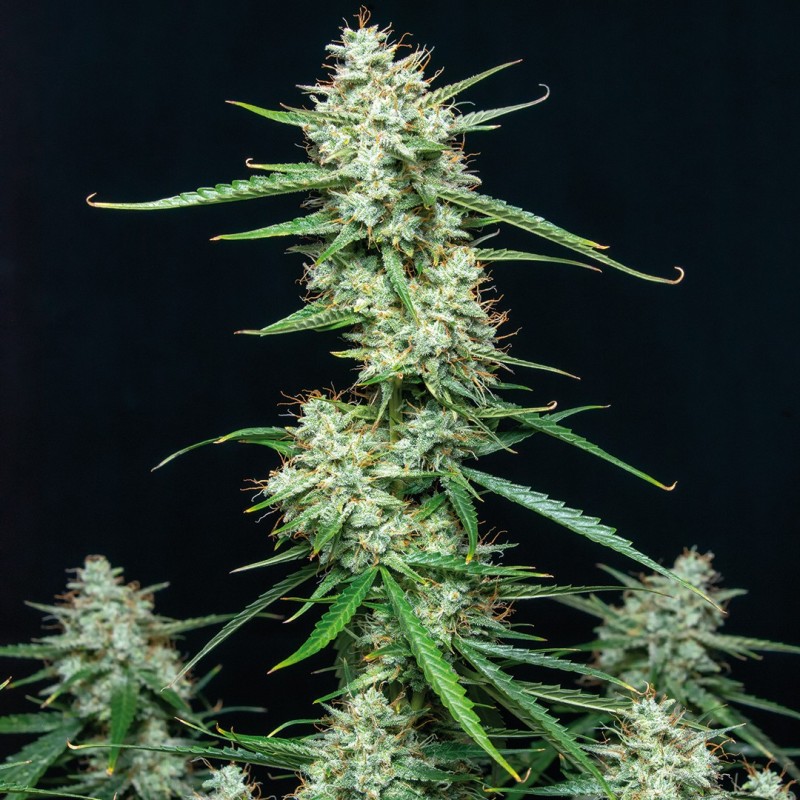 SYRUP · Buddha Seeds · cannabis samen  · AutoFem