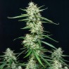 SYRUP · Buddha Seeds · graines de cannabis  · AutoFem