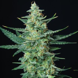VESTA · Buddha Seeds ·...