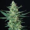 VESTA · Buddha Seeds · kaufen cannabis samen  · AutoFem