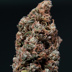 WHITE DWARF · Buddha Seeds...
