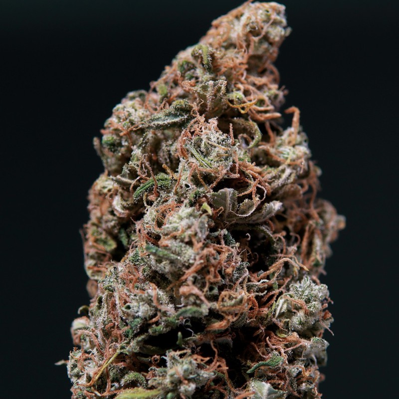 WHITE DWARF · Buddha Seeds · cannabis samen · AutoFem
