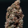 WHITE DWARF · Buddha Seeds · semillas de marihuana · AutoFem