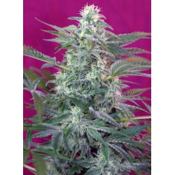 BIG FOOT · Sweet Seeds ·...