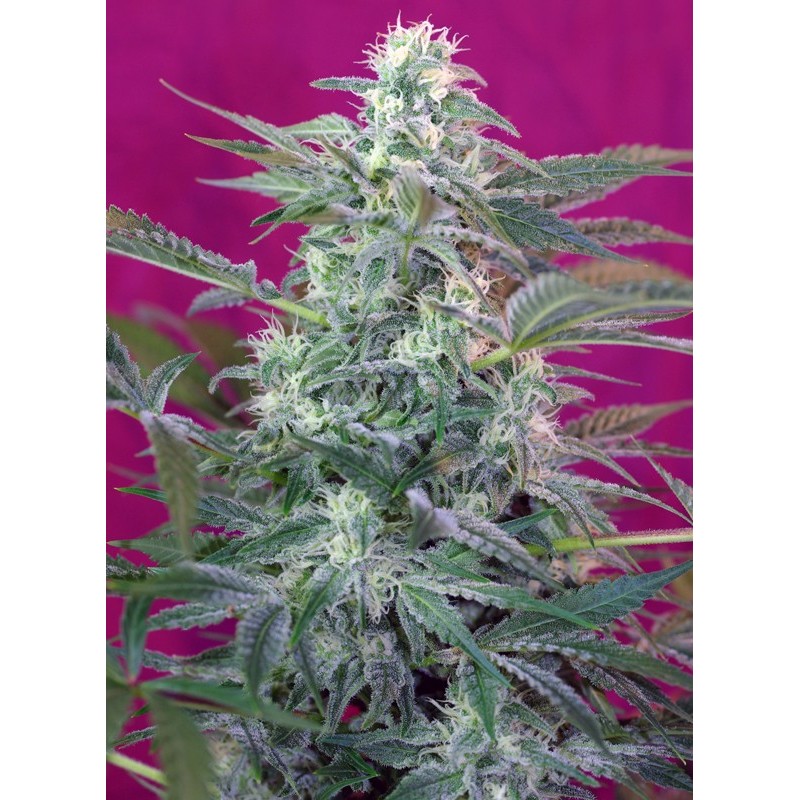 BIG FOOT · Sweet Seeds · graines de cannabis · Fem