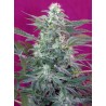 BIG FOOT · Sweet Seeds · graines de cannabis · Fem