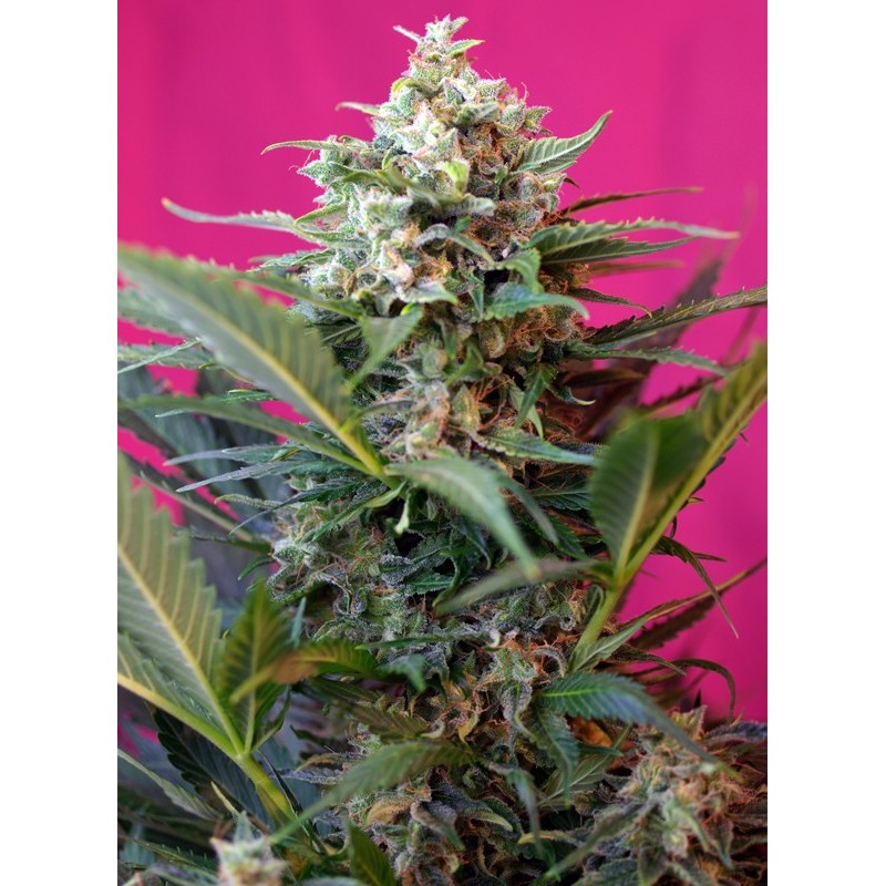 BIG DEVIL XL AUTO · Sweet Seeds · sementes de maconha · AutoFem