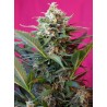 BIG DEVIL XL AUTO · Sweet Seeds · kenevir tohum · AutoFem