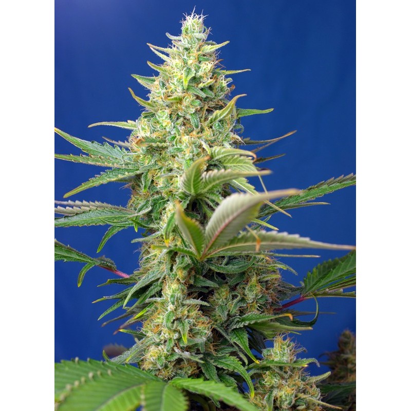SWEET PURE AUTO CBD · Sweet Seeds · semillas de marihuana · AutoFem
