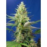 SWEET PURE AUTO CBD · Sweet Seeds · graines de cannabis · AutoFem