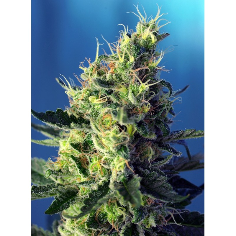 SWEET PURE CBD · Sweet Seeds · kenevir tohum · Disi · Fem